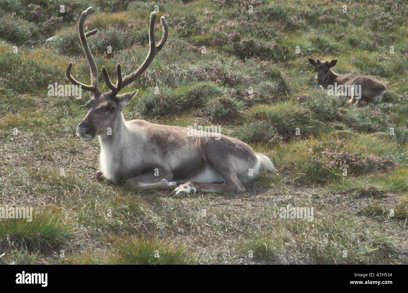 reindeer sitting down Stock Photo - Alamy