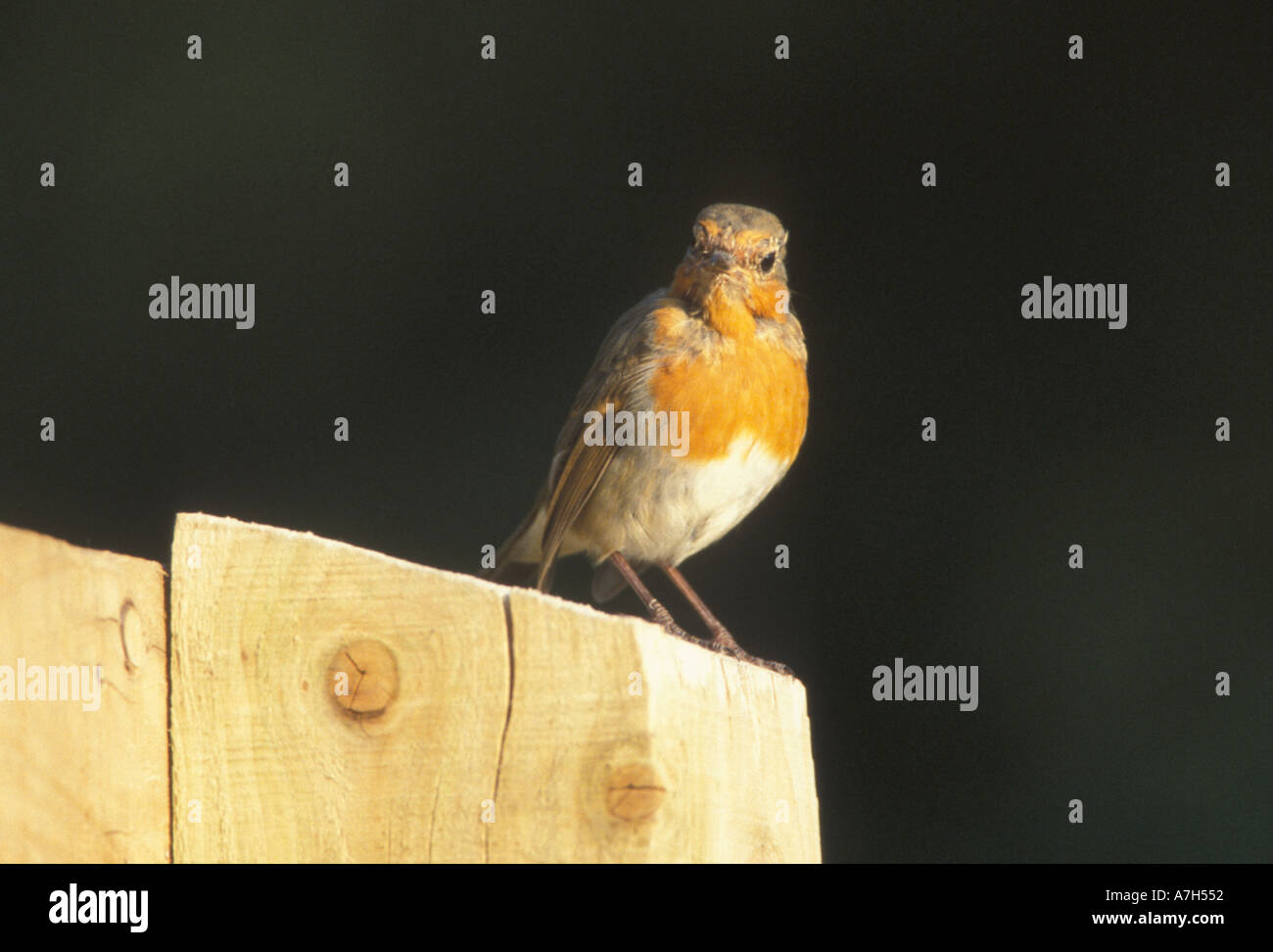 european robin Stock Photo - Alamy