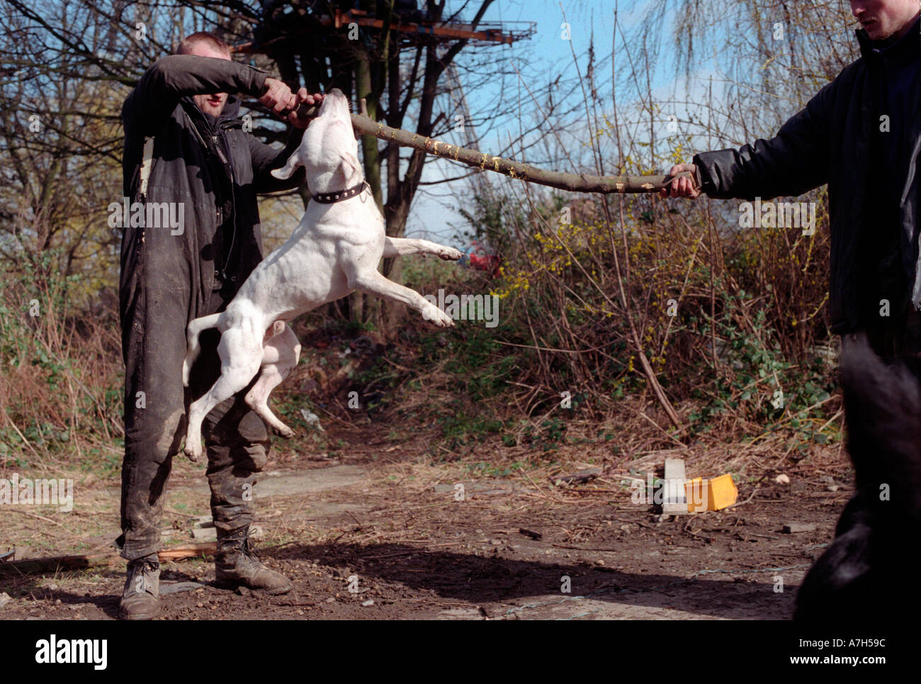 Man playing with Staffordshire terrier. Stock Photo