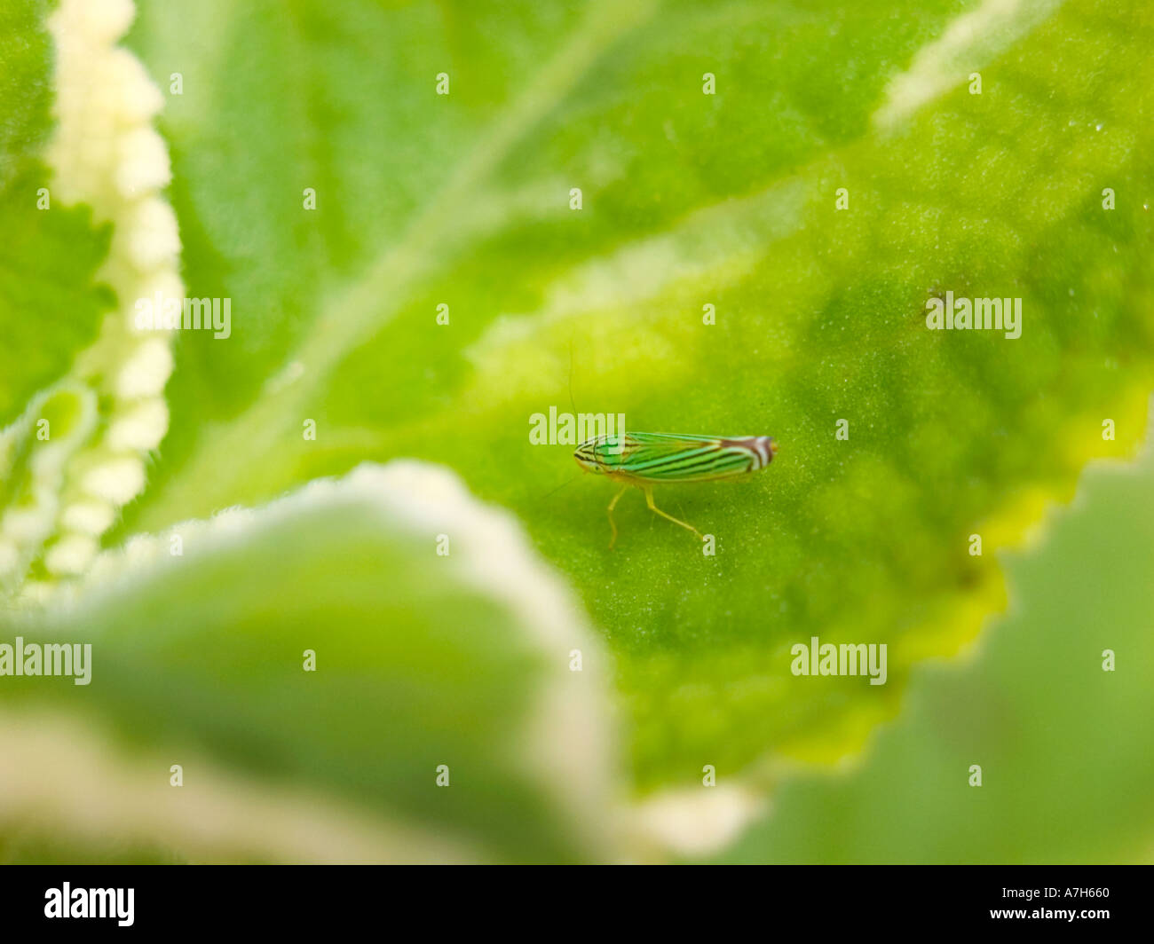 Small bug on a Cuban Oregano leaf Stock Photo