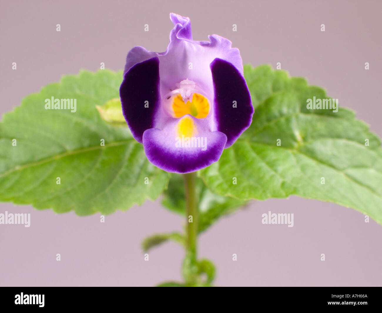 Torenia or Wish Bone Flower Stock Photo