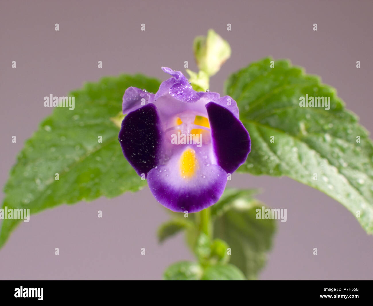 Torenia or Wish Bone Flower Stock Photo