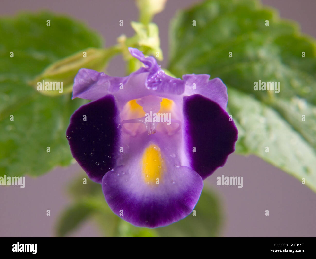 Torenia or Wish Bone Flower Stock Photo