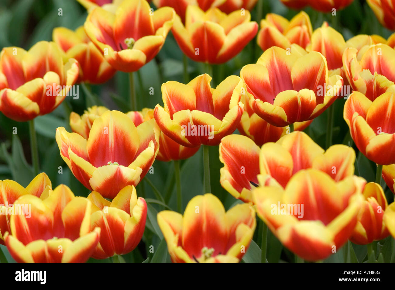 Vibrant red and yellow Triumph Tulips var DOW JONES blooming in Keukenhof gardens, Lisse, Holland. Beautiful spring floral landscape. Stock Photo