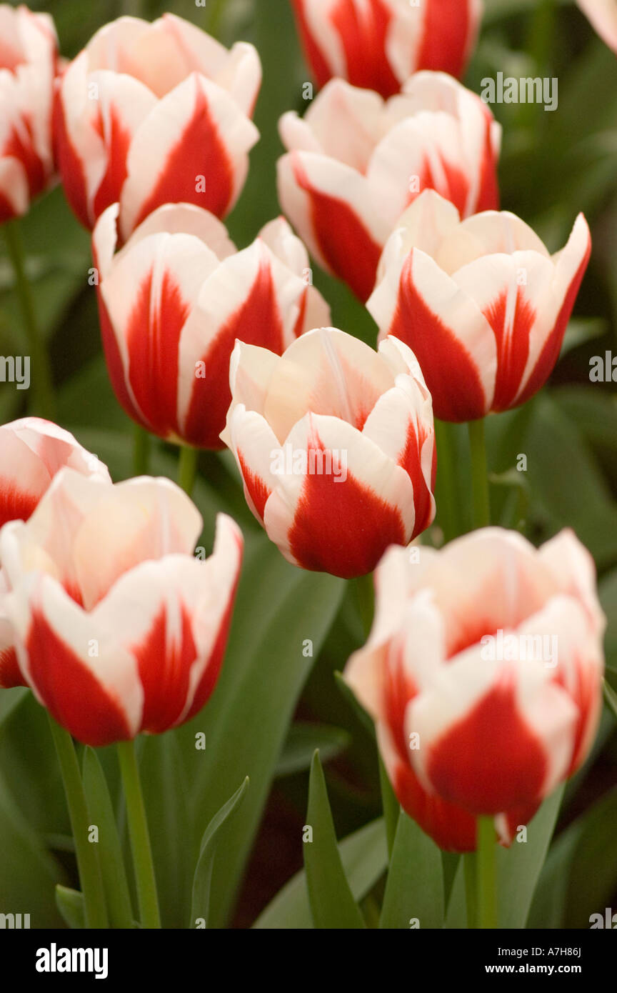 White red Triumph Tulips var FULL HOUSE in Keukenhof gardens, Lisse, Holland Stock Photo