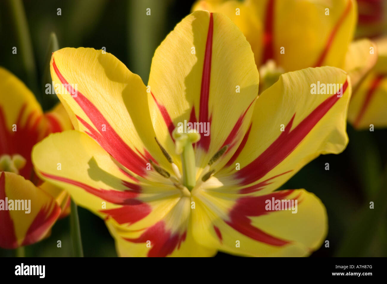 Red yellow Triumph Tulip var LINDA DE MOL in Keukenhof gardens, Lisse, Holland Stock Photo