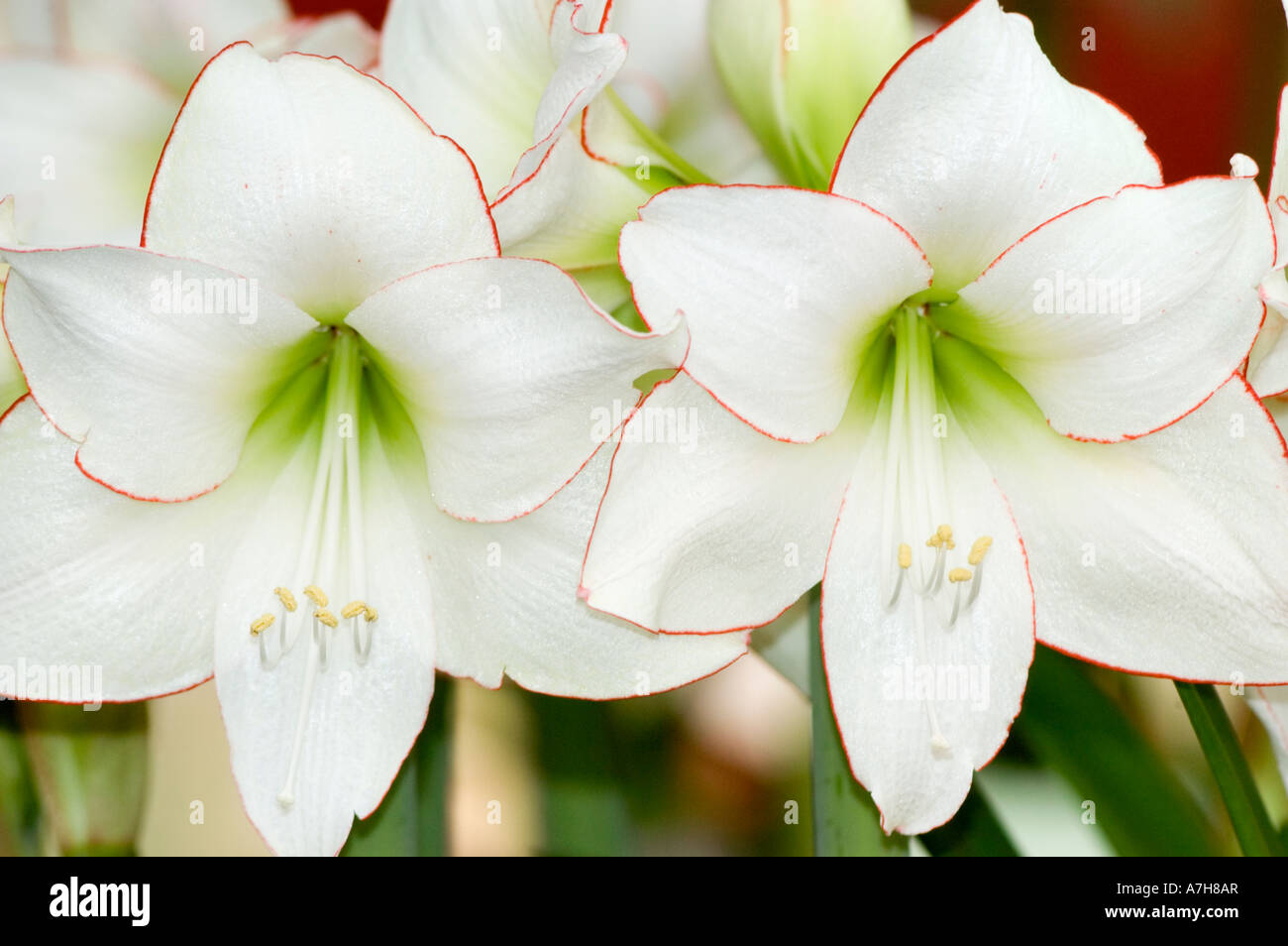 White green double flowers of Amaryllis var PICOTEE, Keukenhof gardens, Lisse, Holland Stock Photo