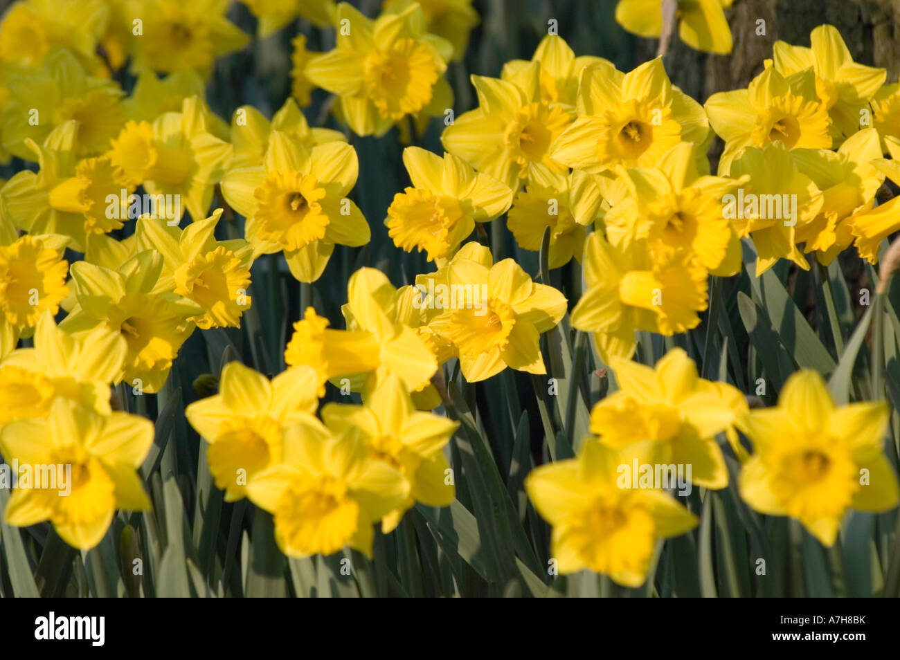 Narcissus var exception hi-res stock photography and images - Alamy