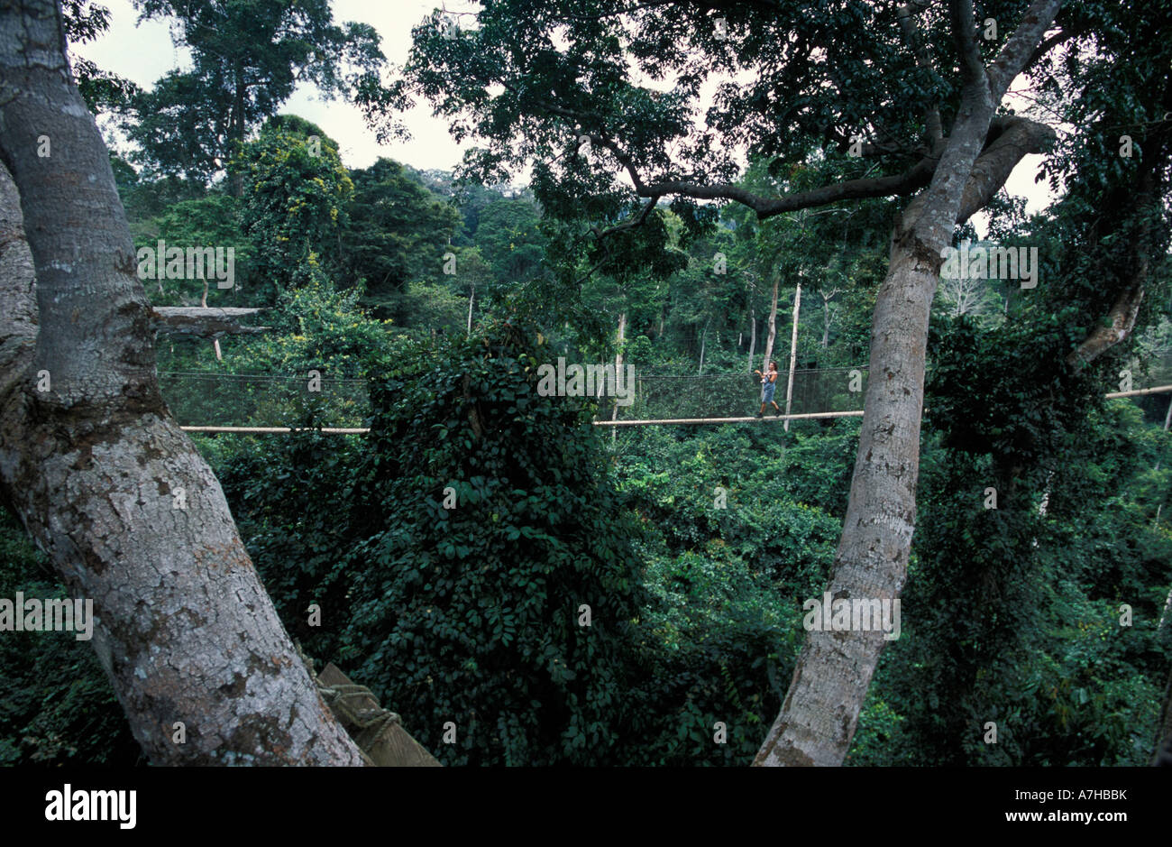 Tourist on the canopy walk, 350m long walkway 40m high in rainforest, Kakum National Park, Ghana Stock Photo