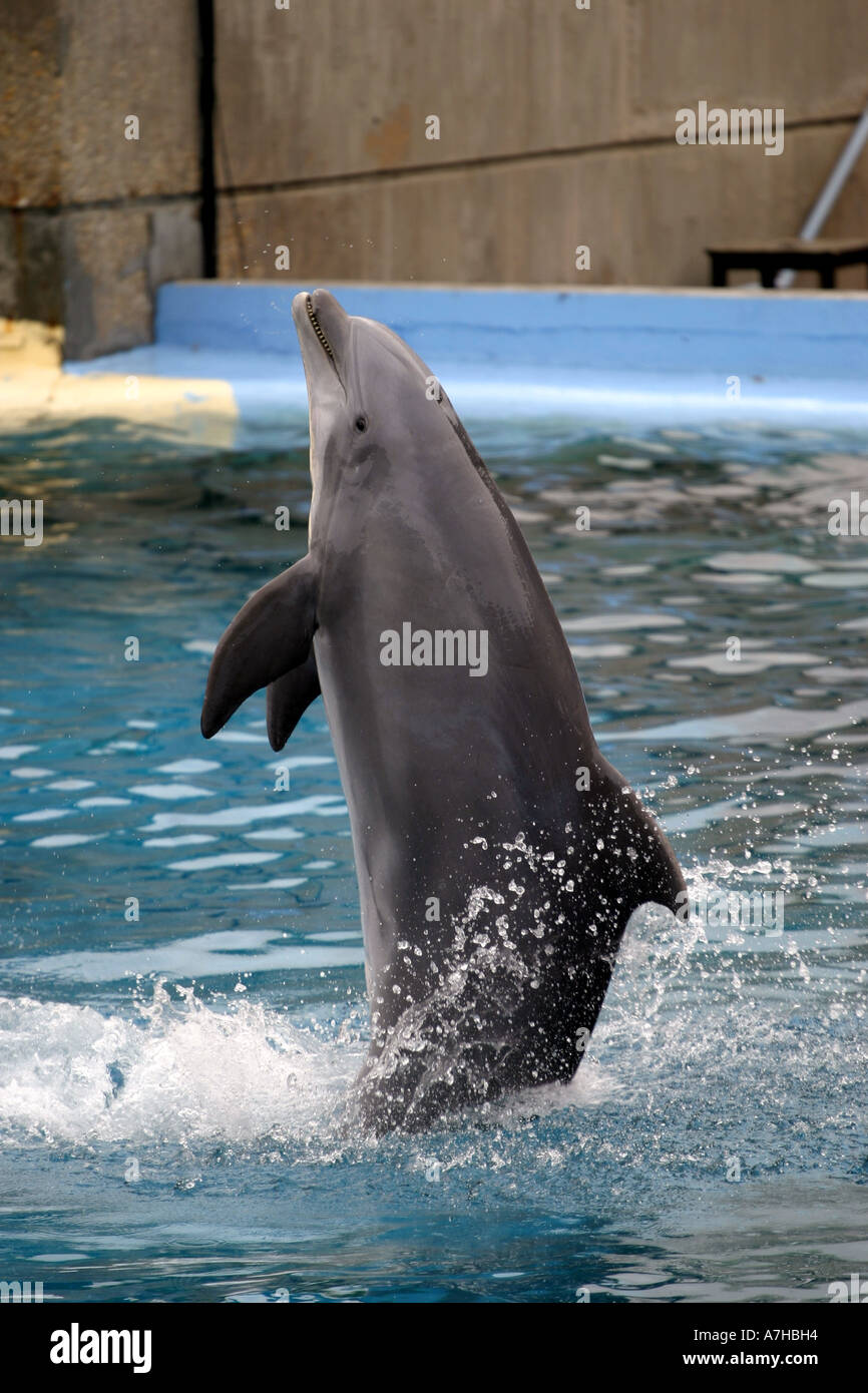 Dolphin at a show. Stock Photo