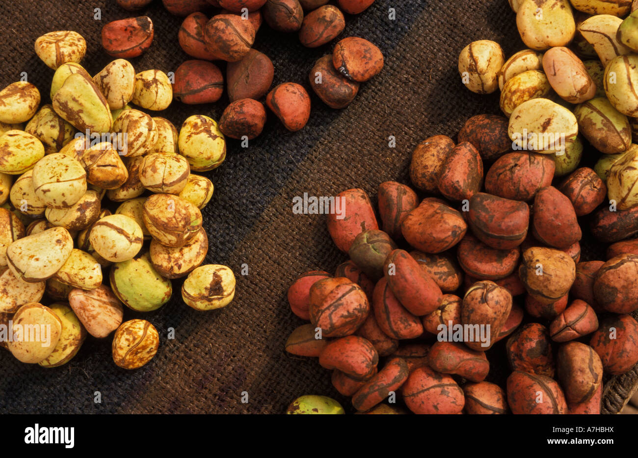 kola nuts, mild narcotic stimulant popular in West Africa, Kumasi, Ghana Stock Photo