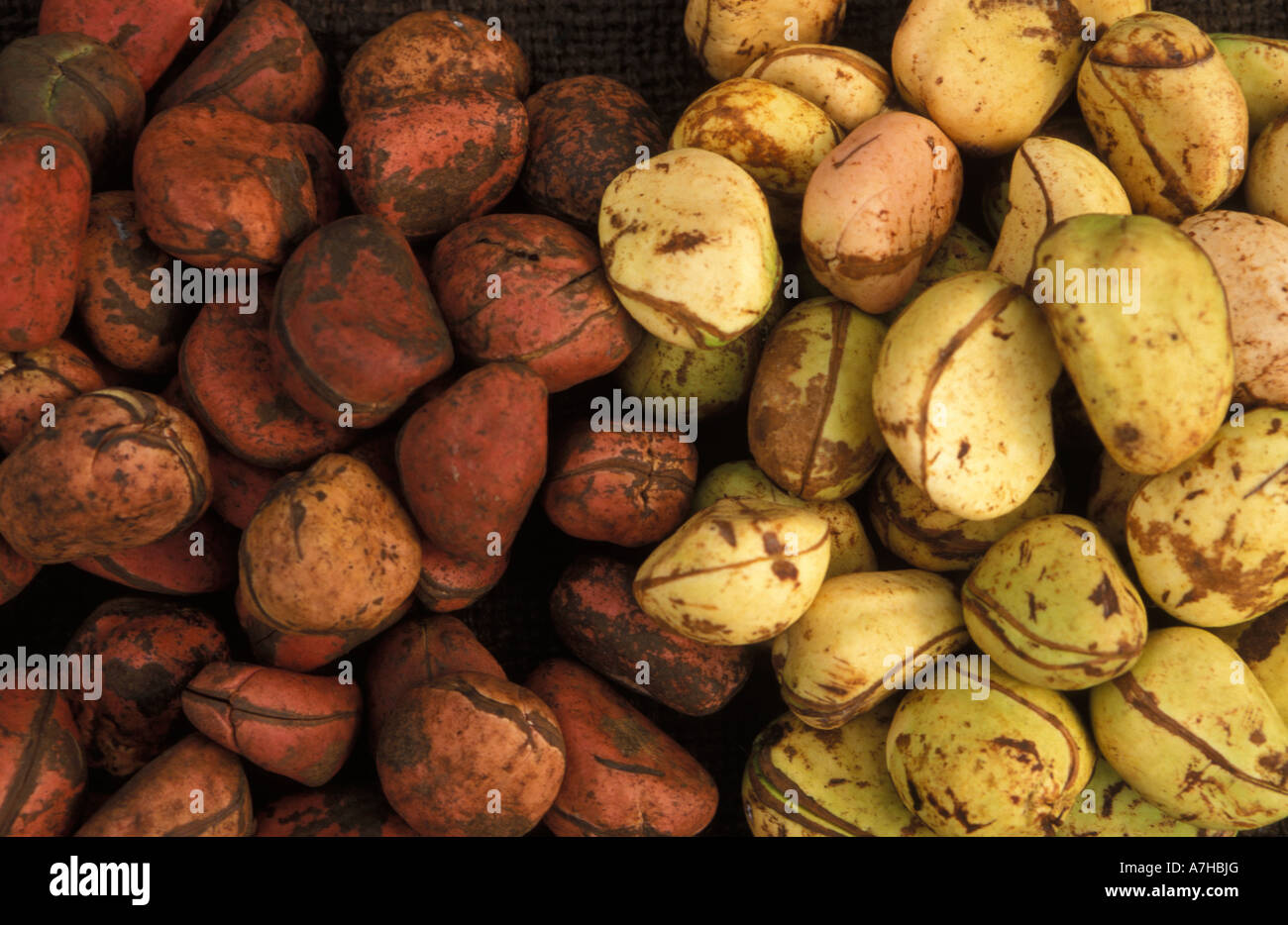 kola nuts,, mild narcotic stimulant popular in West Africa, Kumasi, Ghana Stock Photo