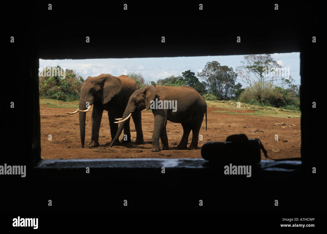 African elephants seen from a hide, Loxodonta africana cyclotis, Aberdare National Park, Kenya Stock Photo