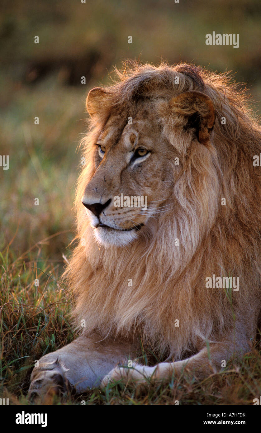 Lion portrait, panthera leo, Maasai Mara National Reserve, Kenya Stock ...