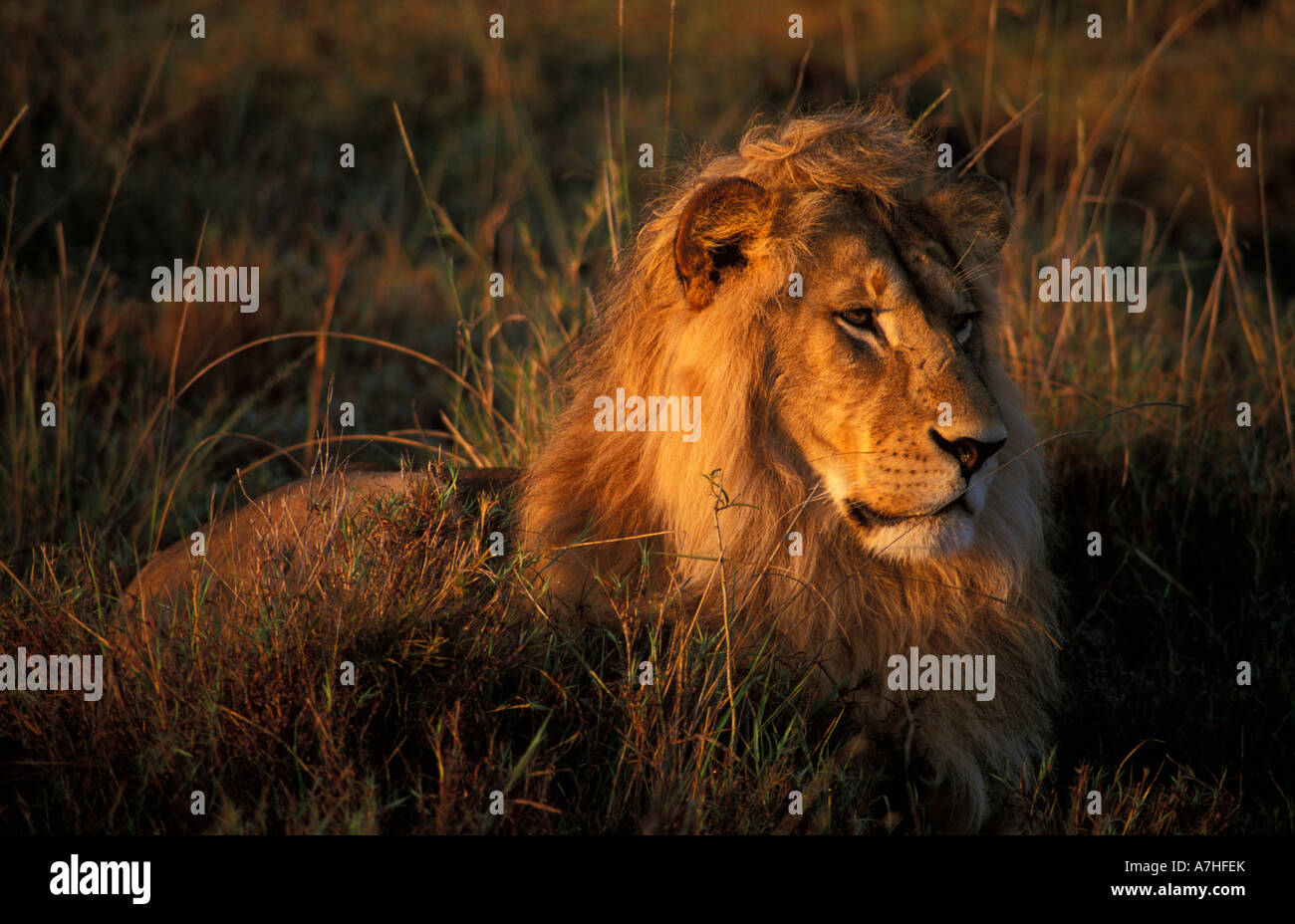 Lion portrait, panthera leo, Maasai Mara National Reserve, Kenya Stock ...