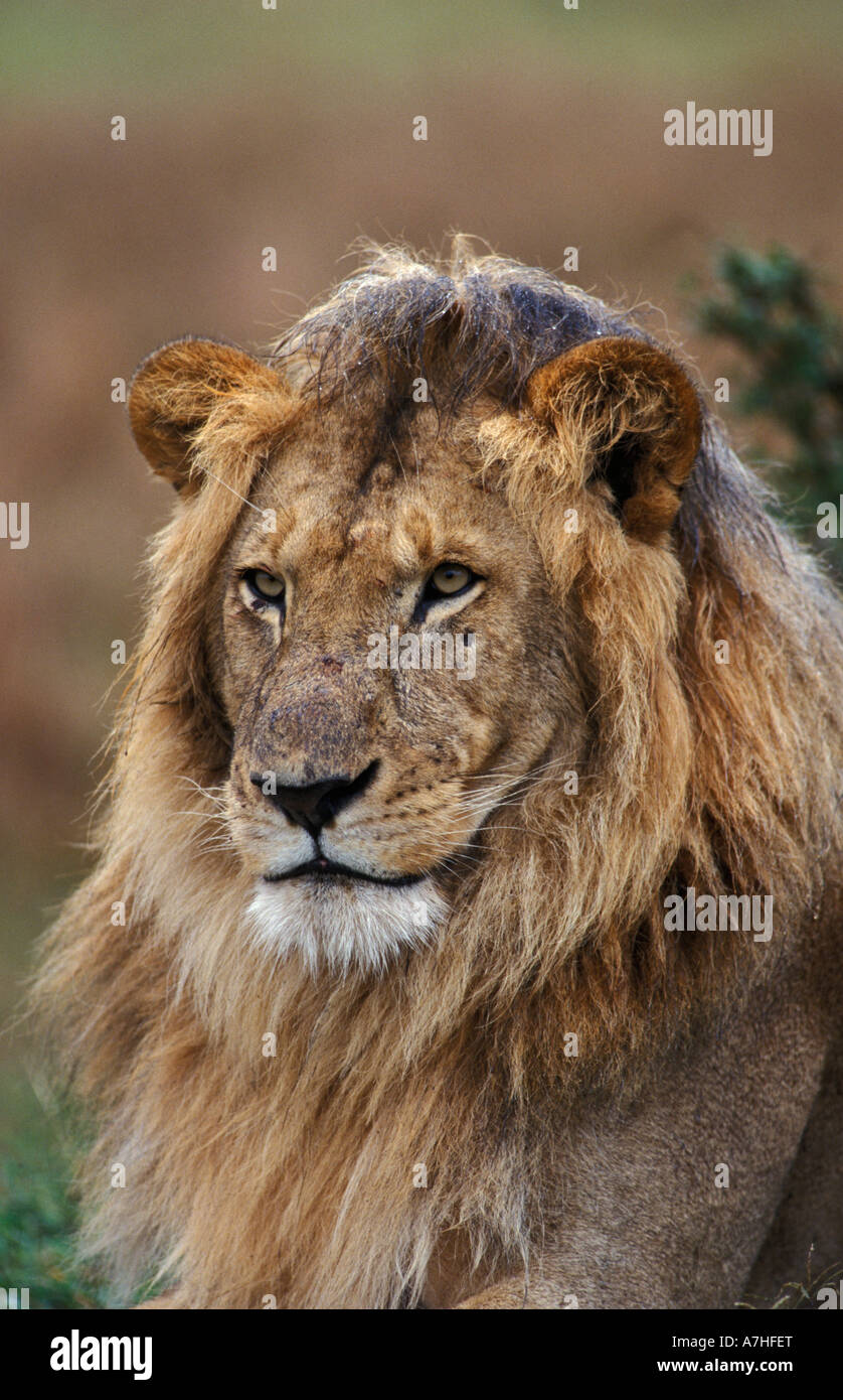 Lion portrait, panthera leo, Maasai Mara National Reserve, Kenya Stock ...