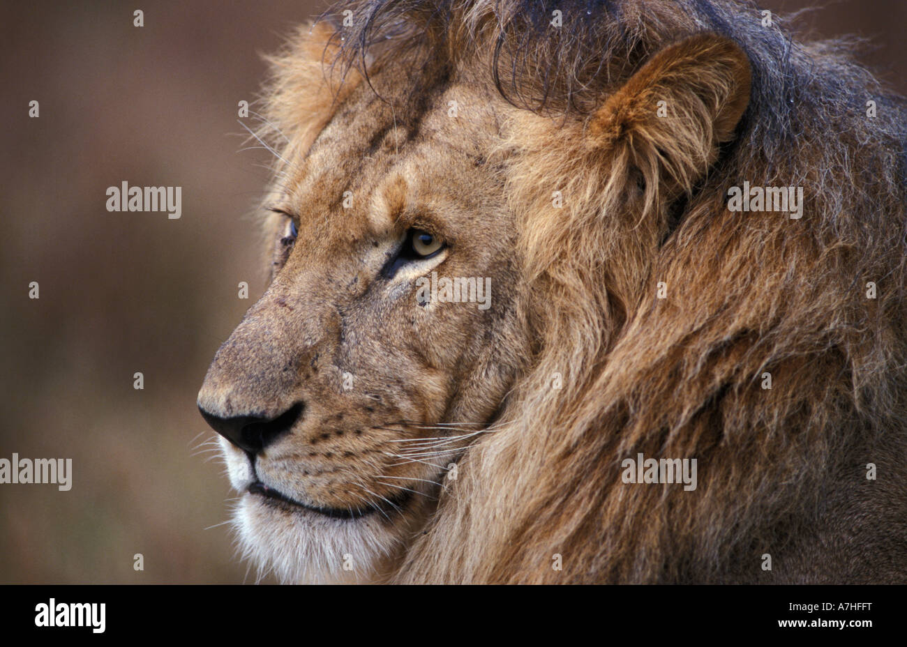 Lion portrait, panthera leo, Maasai Mara National Reserve, Kenya Stock ...