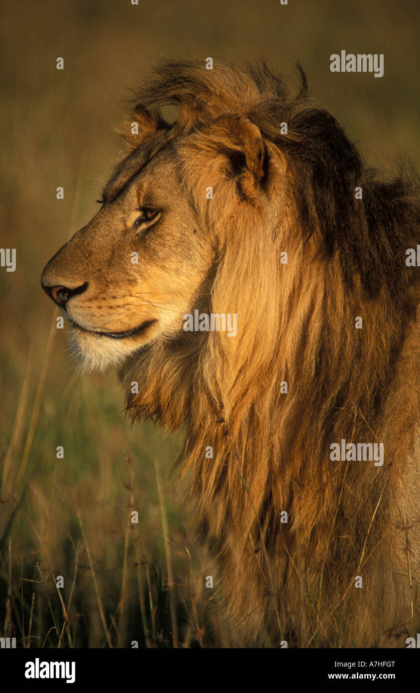 Lion portrait, panthera leo, Maasai Mara National Reserve, Kenya Stock ...