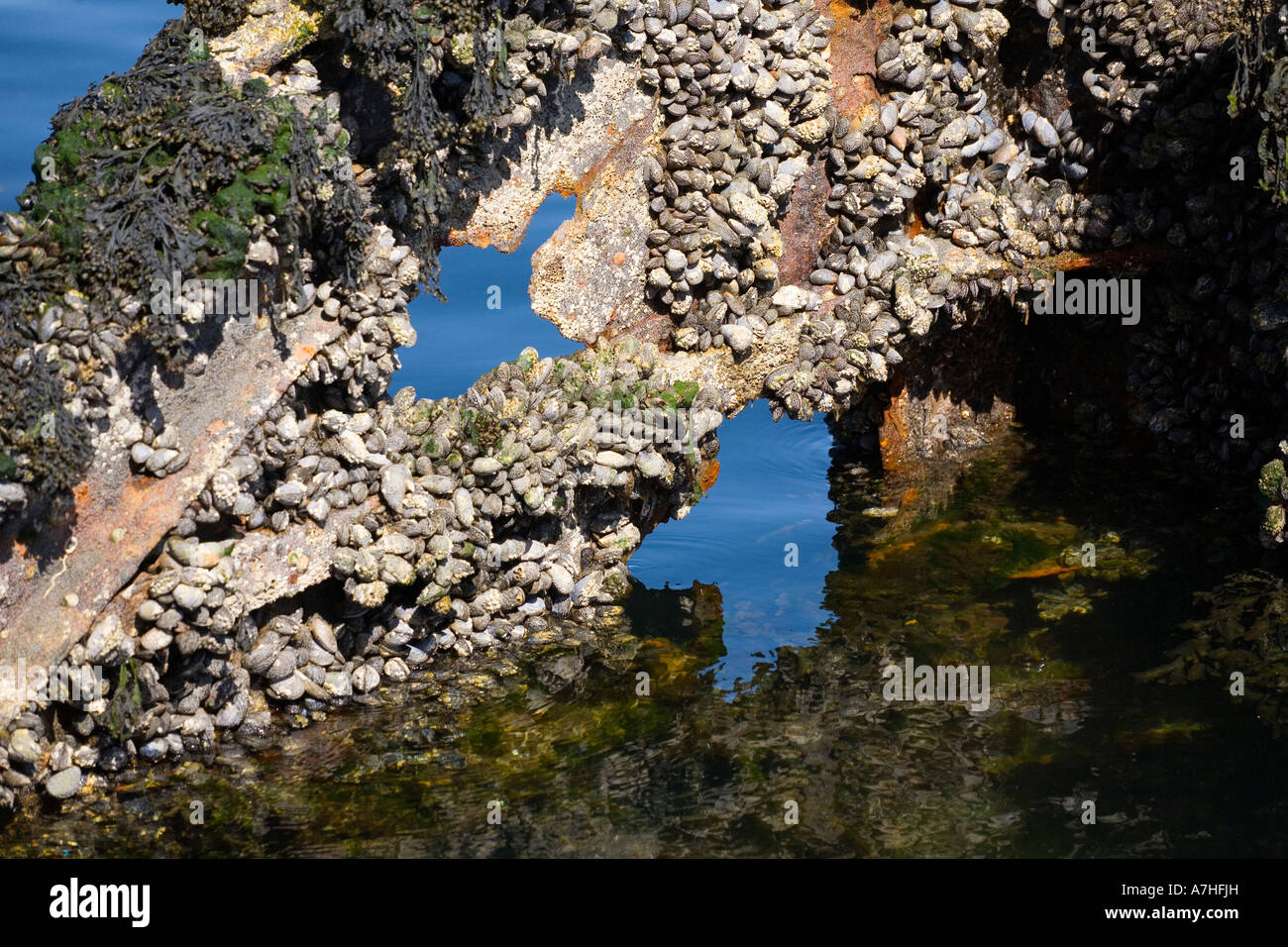 The shipwreck of HMS Port Napier was a mine layer in the Second World