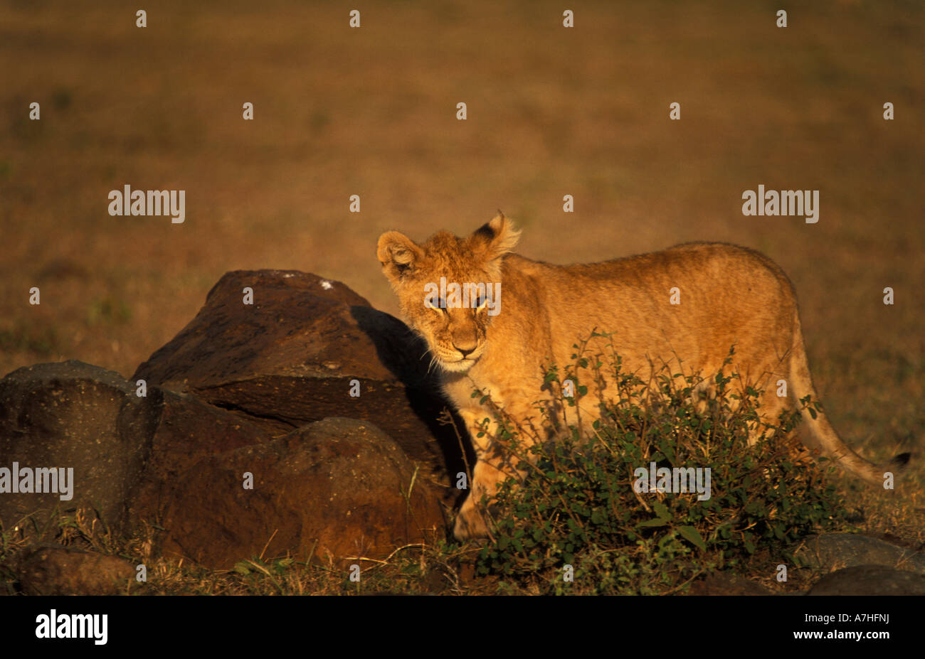 Lion cub, panthera leo, Maasai Mara National Reserve, Kenya Stock Photo ...