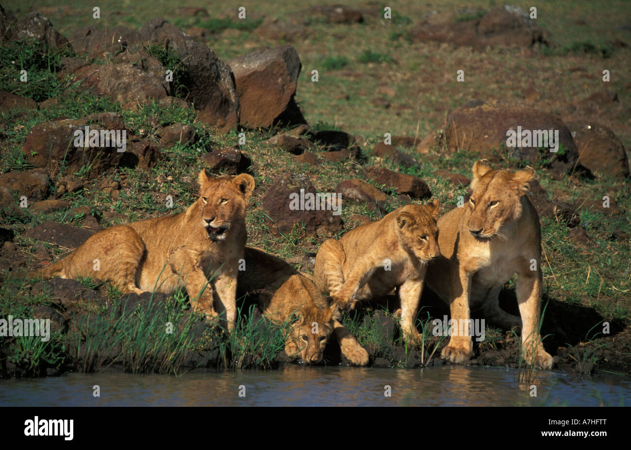 Lion cubs drinking, panthera leo, Maasai Mara National Reserve, Kenya ...