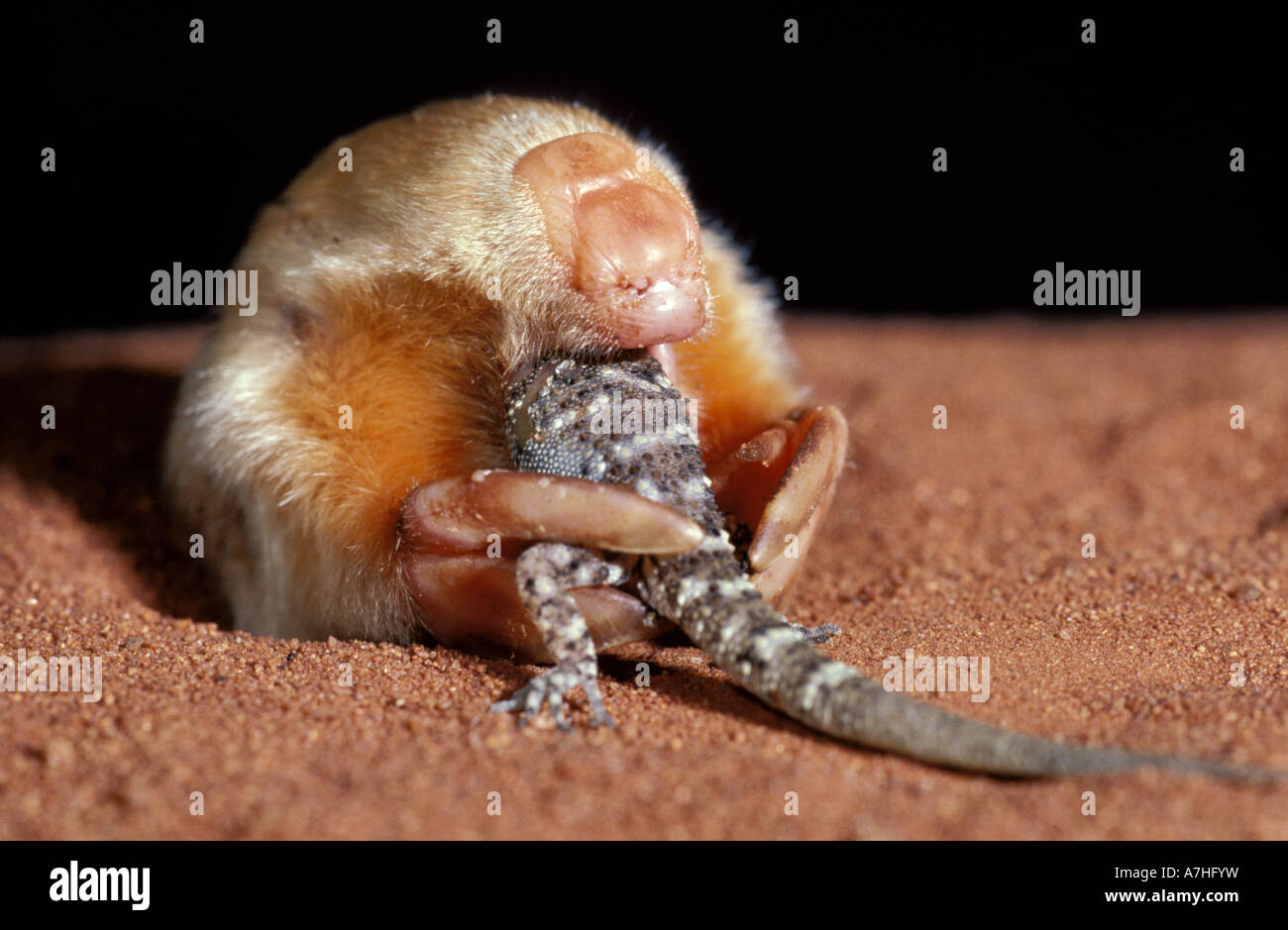 Marsupial mole hi-res stock photography and images - Alamy