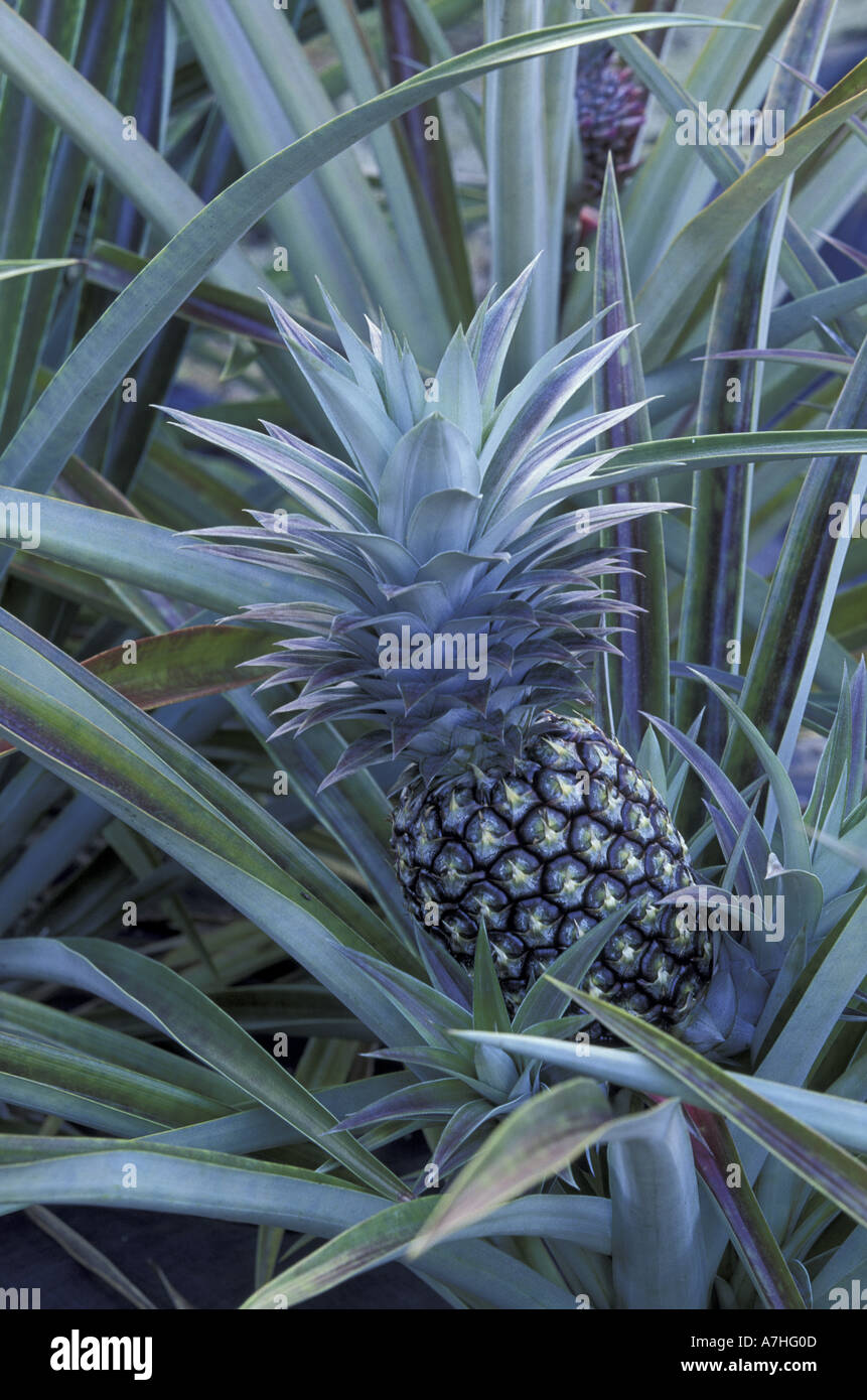 N.A., USA, Hawaii, Big Island Pineapple plants Stock Photo - Alamy