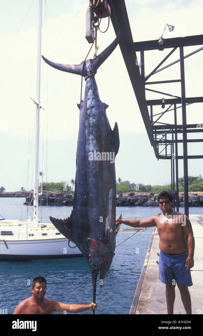 Blue Marlin (Makaira nigricans) 549 pounds hooked near Kona, Big Island, Hawaii Stock Photo