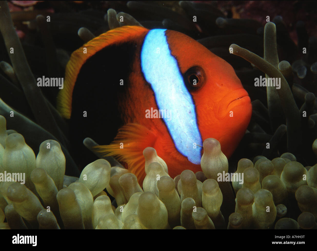 Fire clownfish (Amphiprion melanopus), in host anemone. Ribbon Reef, Great Barrier Reef, Queensland, Australia Stock Photo