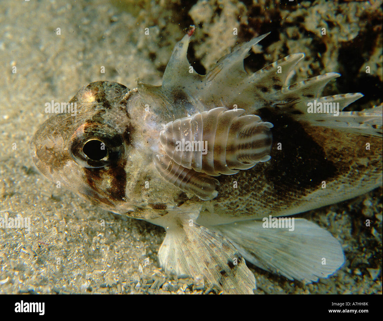 Fortescue Centropogon australis with parasitic isopods attached Jervis Bay New South Wales Australia Stock Photo