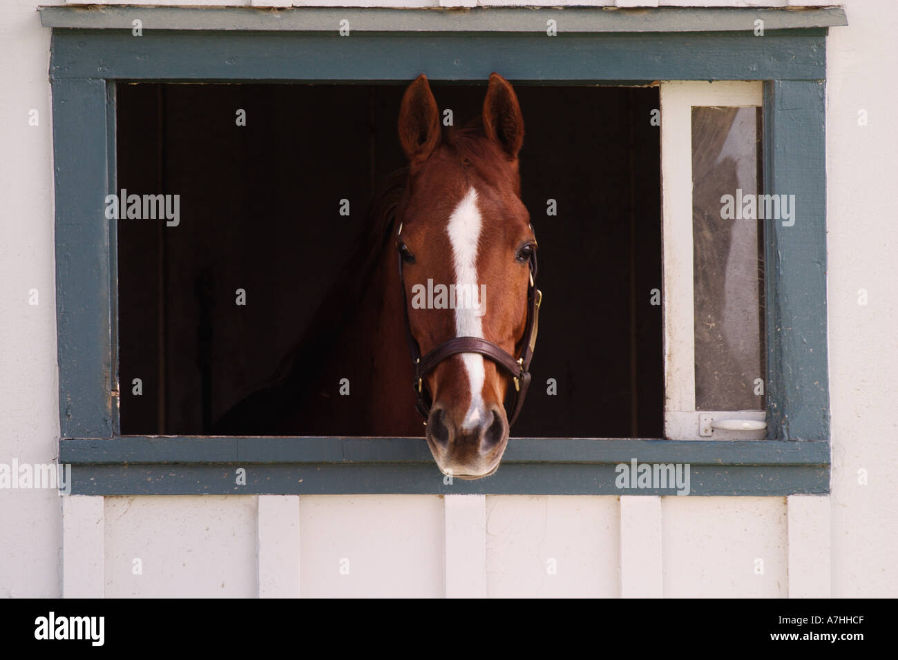 Thoroughbred race horse looking out of window in horse barn, Kentucky Horse Park, Lexington