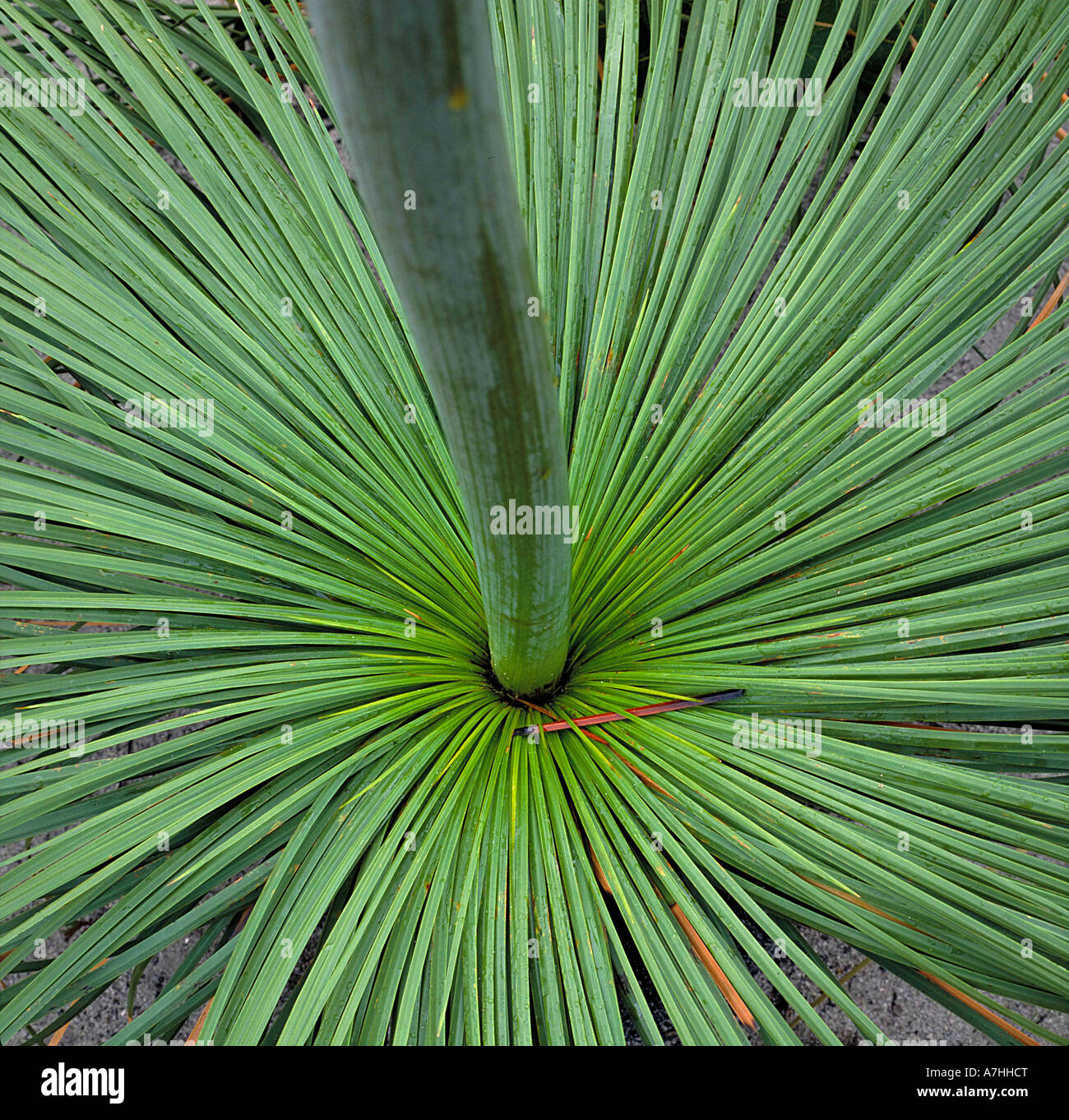 A grass tree Black boy (Xanthorrhoea resinosa), flower spike. Used by