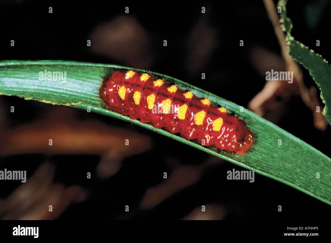 Atala Butterfly  caterpillar feeds on a leaf of the cycad, Coontie. Also named Zamia pumilla, it is the only foodplant. Stock Photo