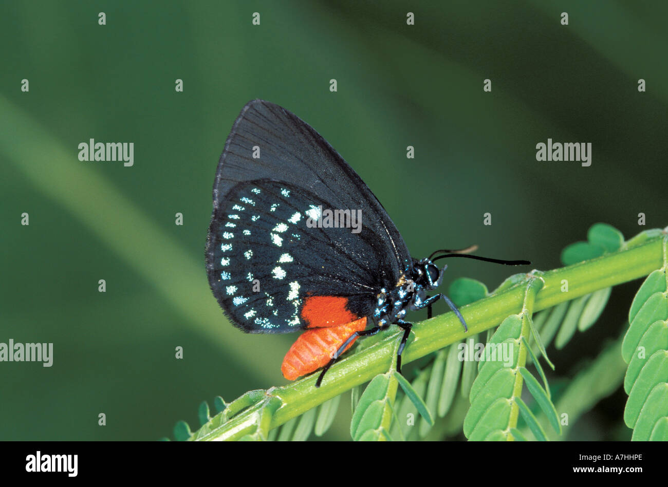 Atala butterfly perches on Coontie, a cycad plant. Stock Photo