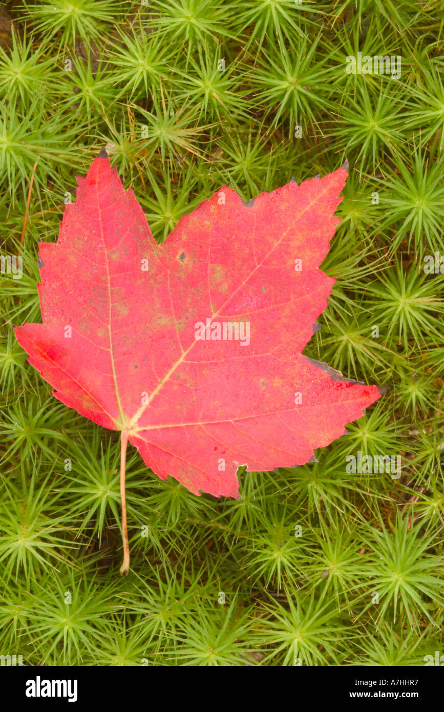 Maple leaf canada hi-res stock photography and images - Alamy