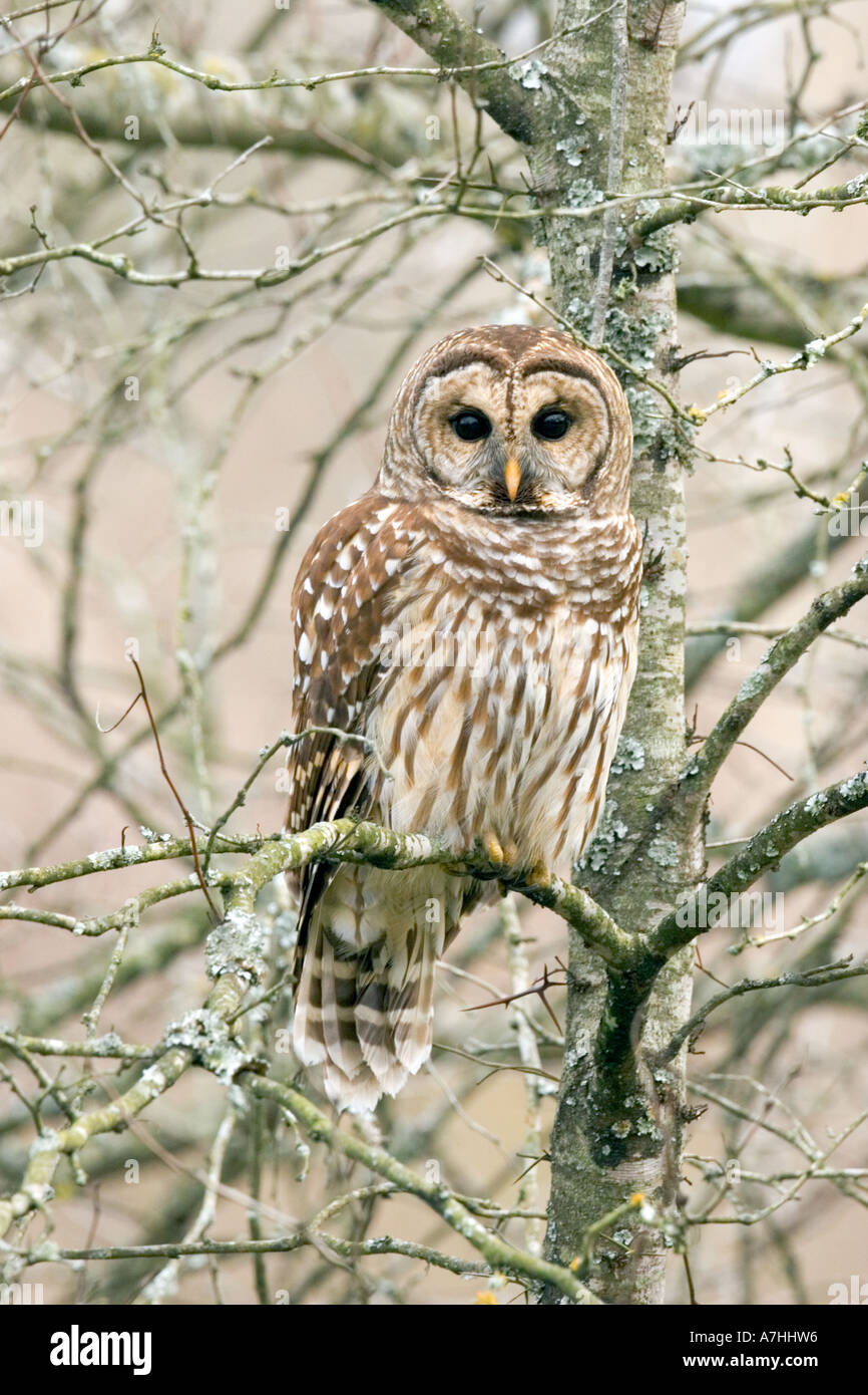 Barred Owl Stock Photo