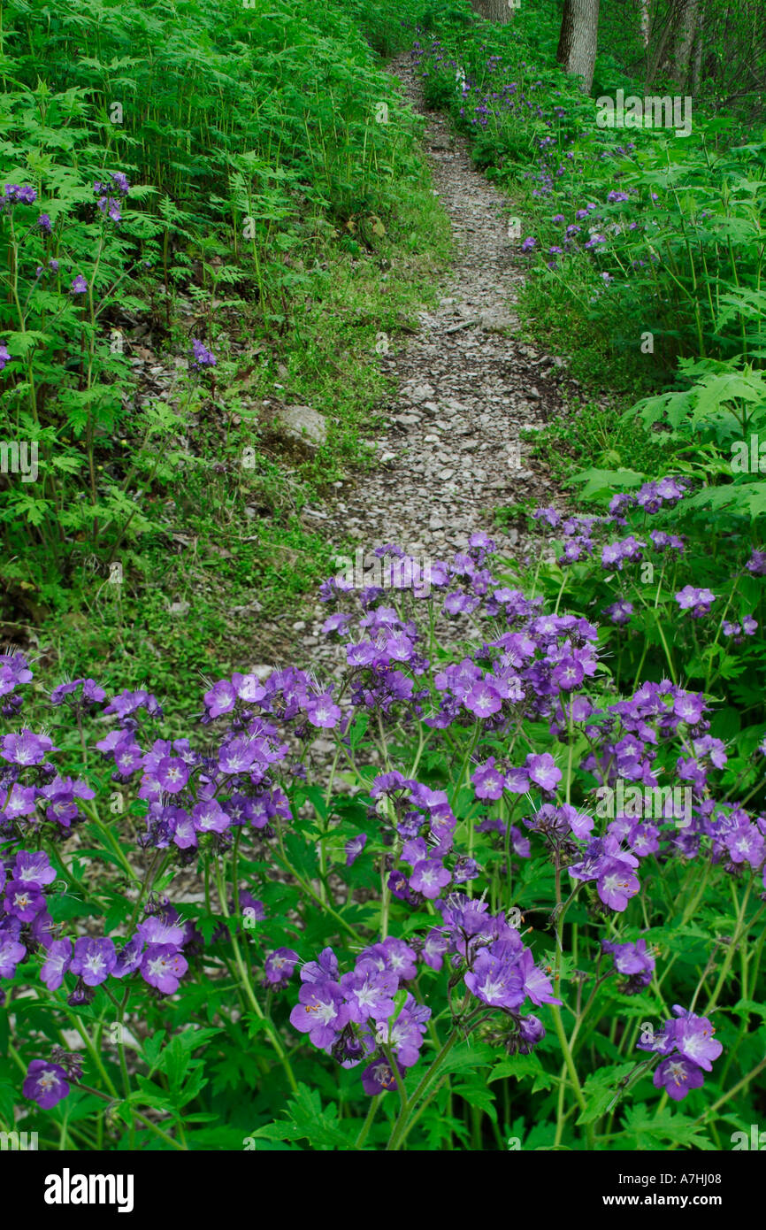 Footpath and Purple Phacelia flowers, Shaker Landing, Kentucky Stock Photo