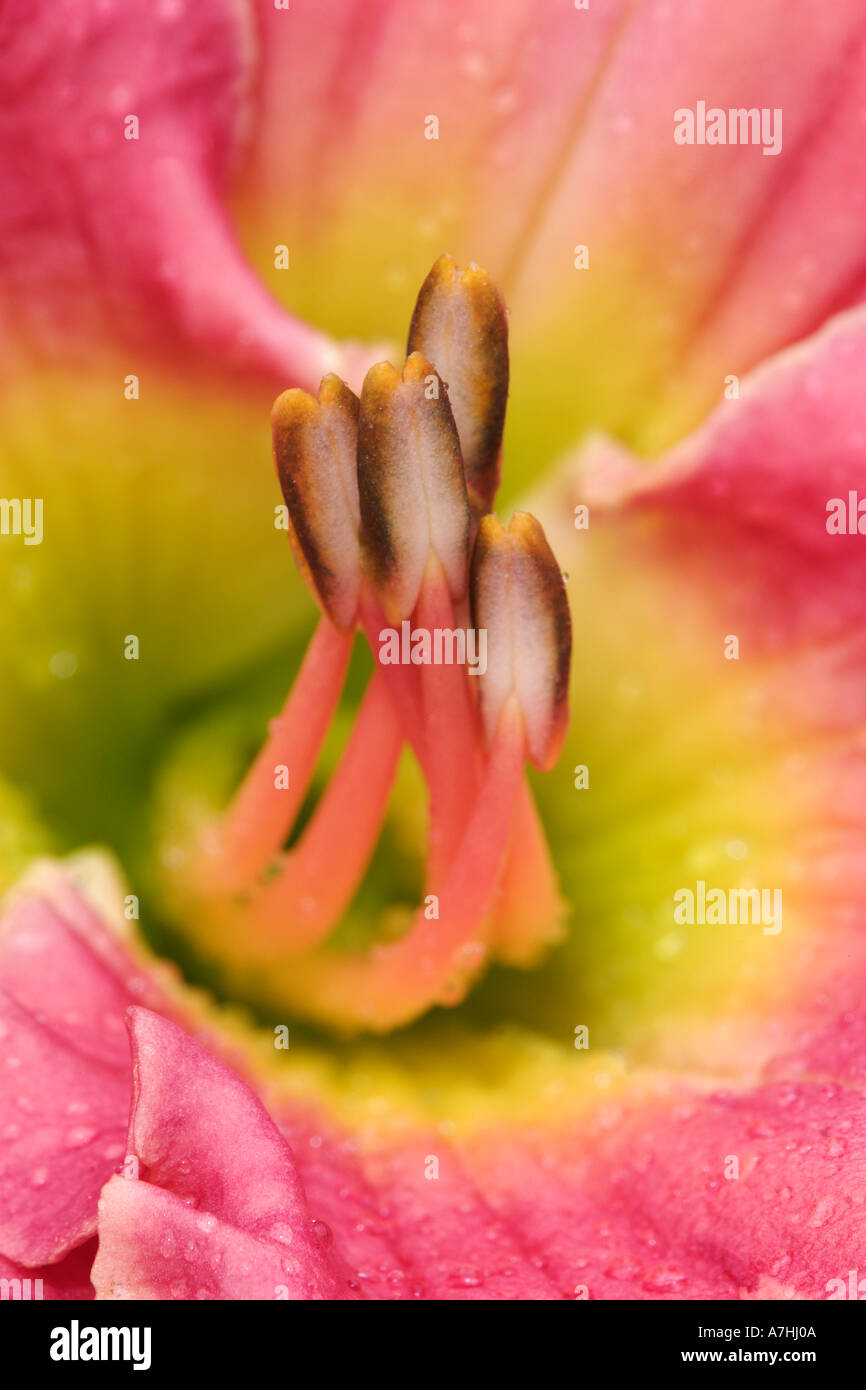 Hybrid daylily stamen, consisting of anthers and, filaments, Louisville, Kentucky Stock Photo