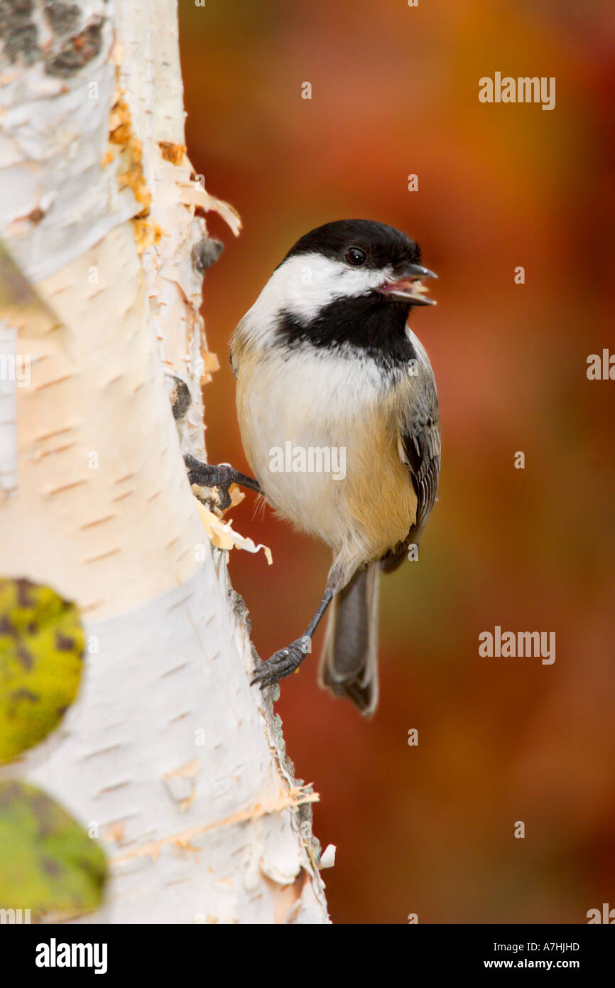 Capped Black capped chickadee hi-res stock photography and images - Alamy