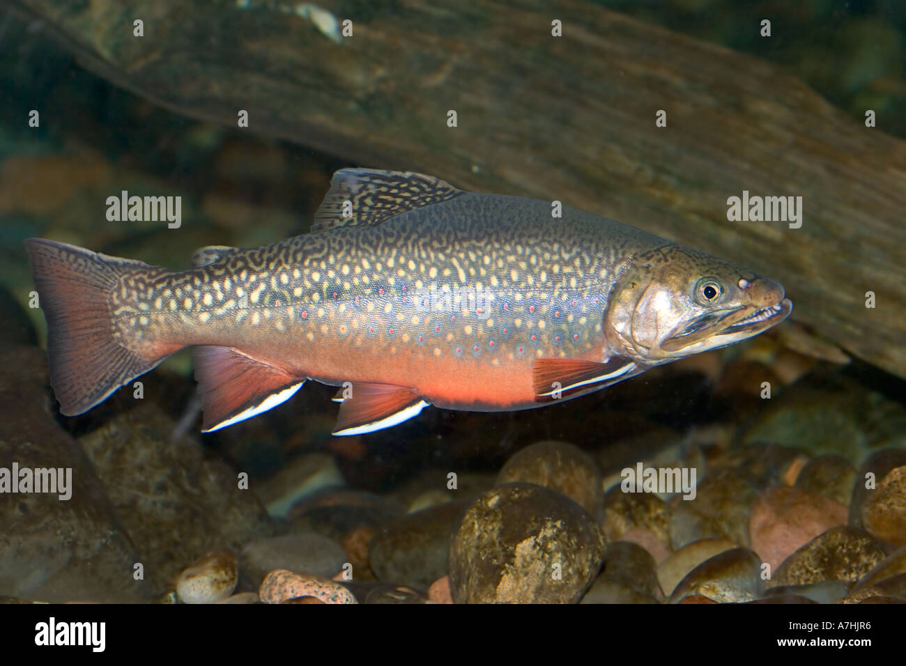 Brook Trout Stock Photo
