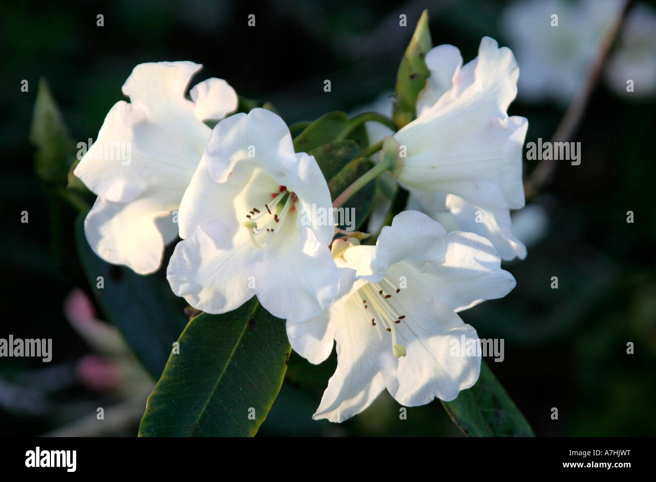 Rhododendron penjerrick cream hi-res stock photography and images - Alamy