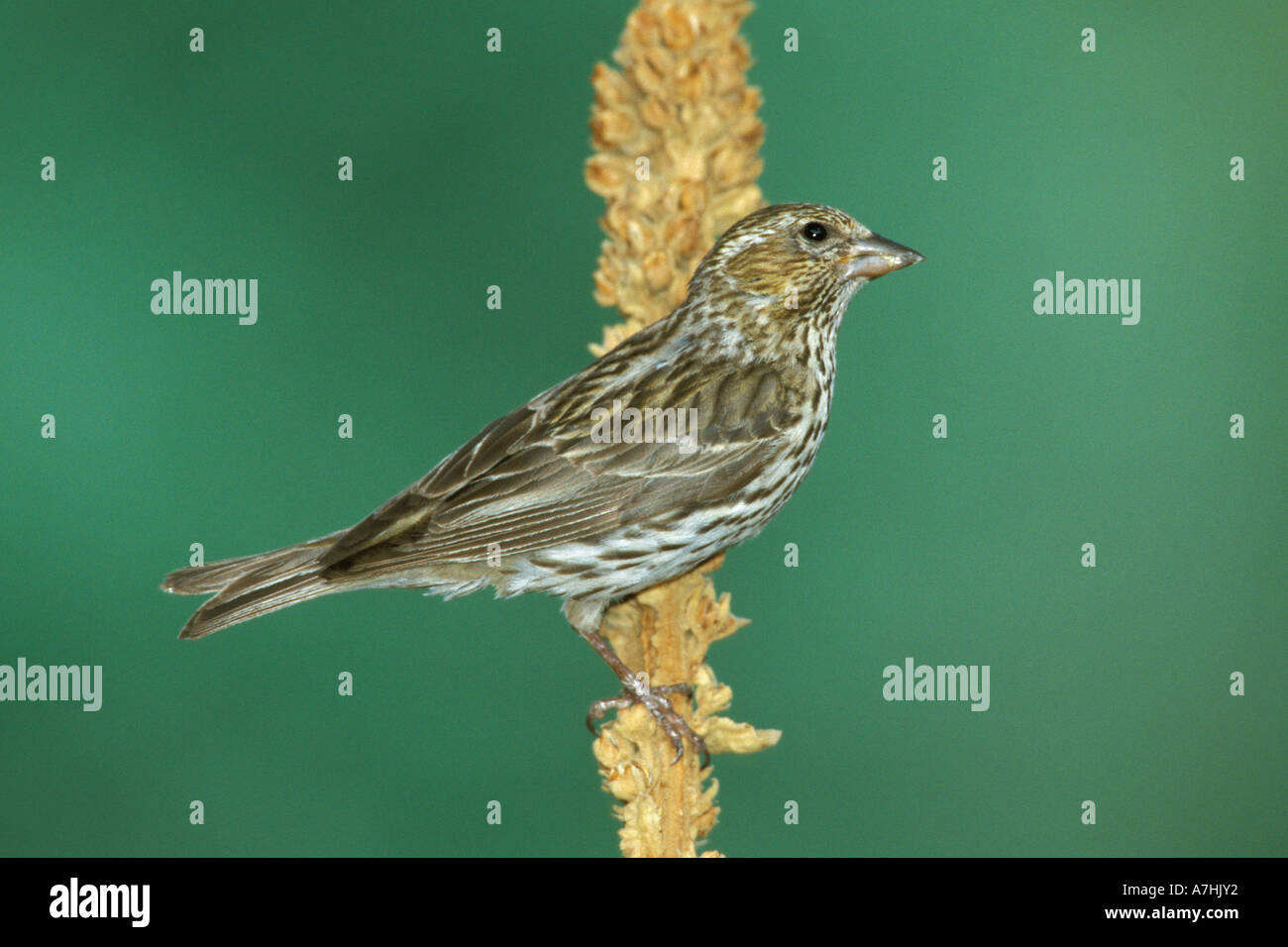 Cassin's Finch Stock Photo