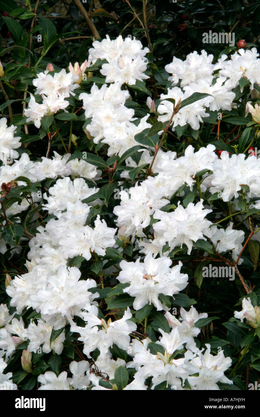 Rhododendron Dora Amateis late April Stock Photo - Alamy