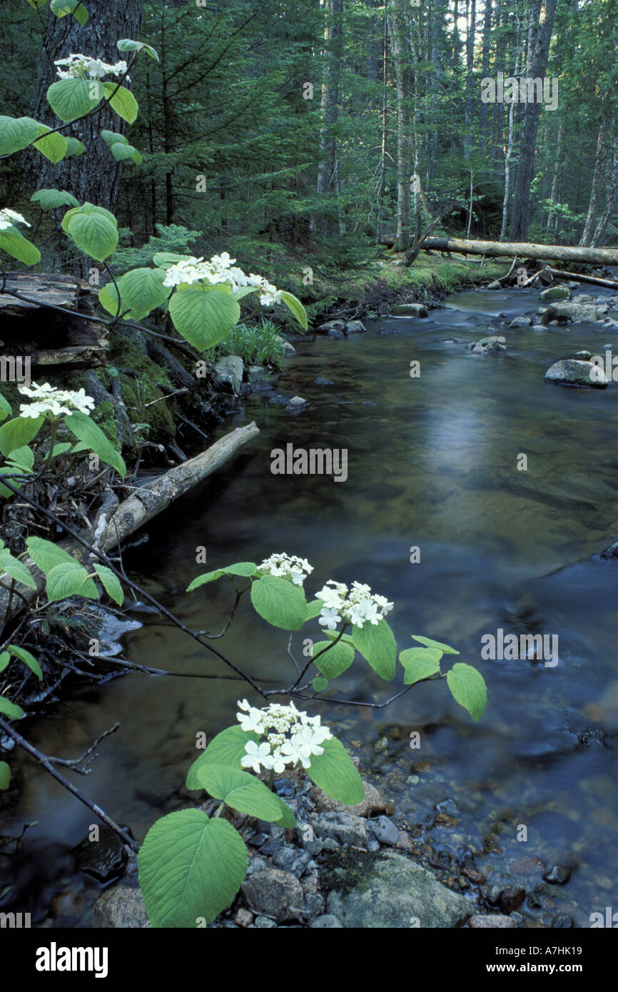 North America, US, ME, Streams. Stanley Brook. Hobblebush. Stock Photo