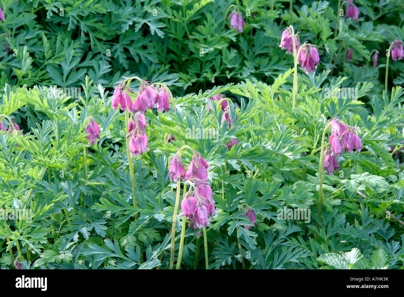 Dicentra Spring Morning is useful ground cover for part shade Stock Photo