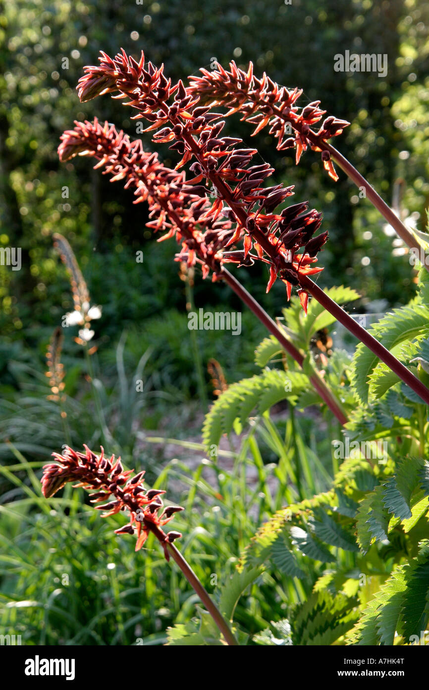 Melianthus major blooming during April in Holbrook Garden Devon Stock Photo