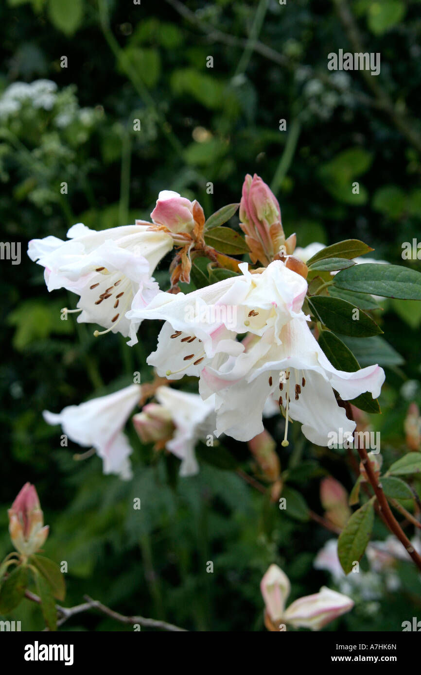 rhododendron boddaertianum hybrid white pink spotted flower bloom