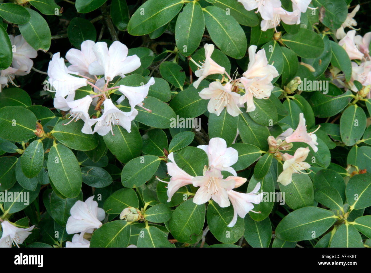 Alison johnstone hires stock photography and images Alamy