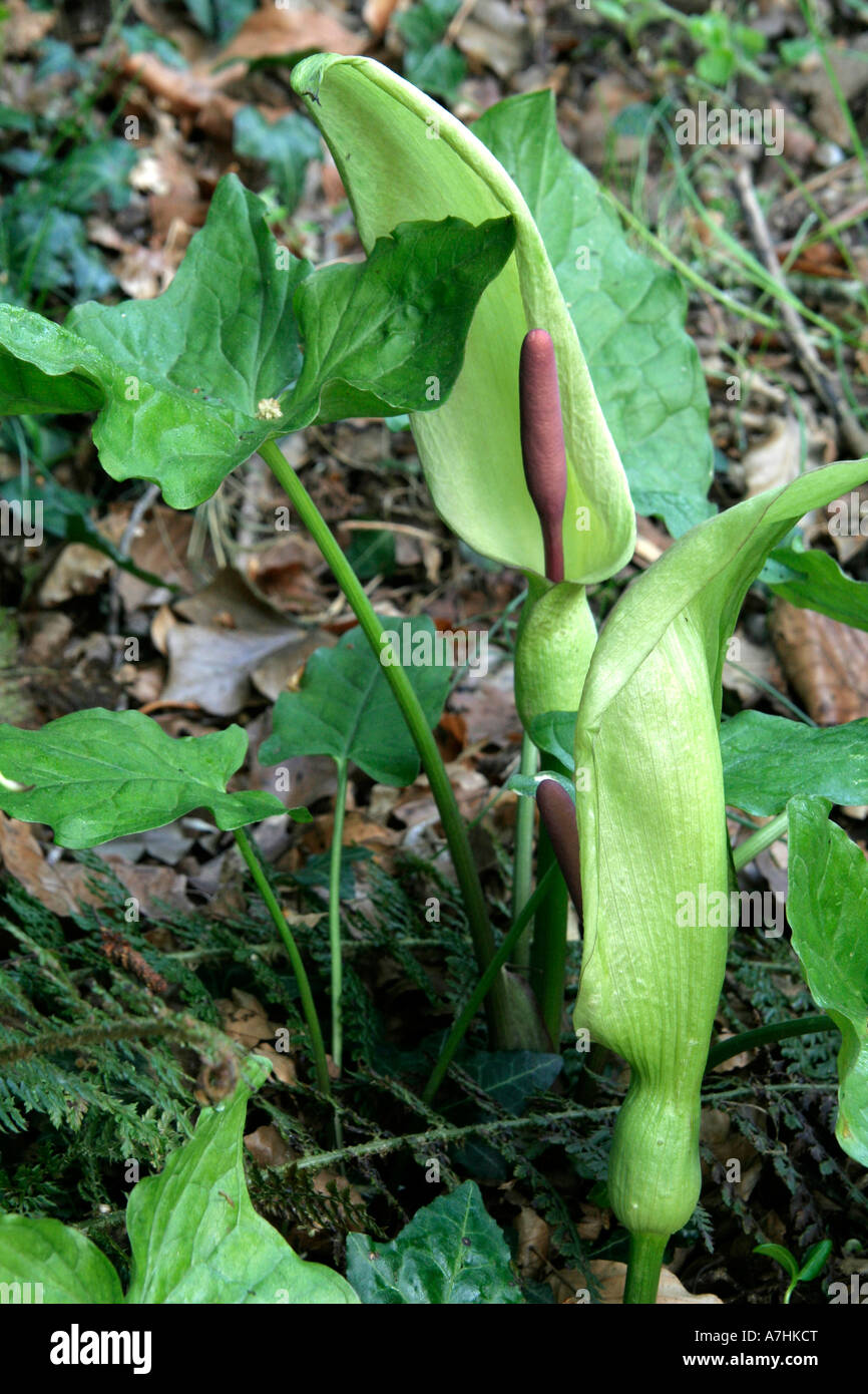 Arum maculatum late April Stock Photo
