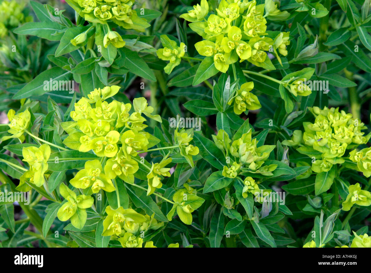 Euphorbia palustris Stock Photo